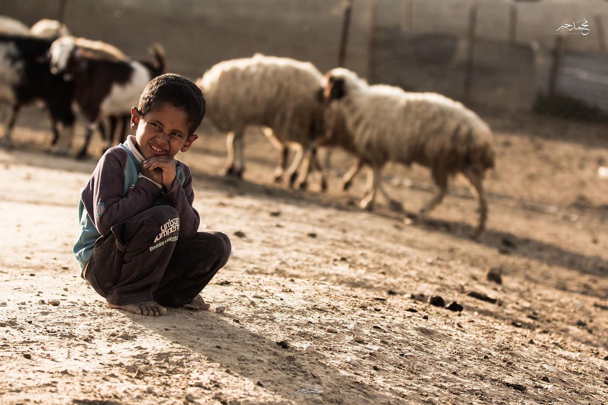 A boy crouching beside a flock of sheep