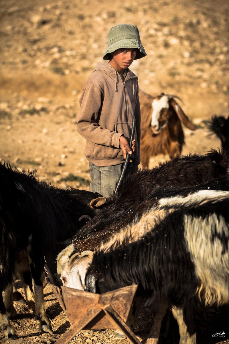 A boy with goats